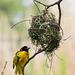 Village weaver bird with its nest