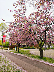 Köln - Kirschblüte am Museum für Ostasiatische Kunst
