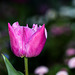BESANCON: Une tulipe (Tulipa).