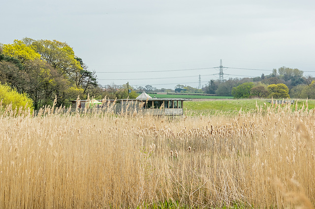 Rspb Burton Mere reception and reed bed
