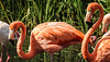 20190911 6242CPw [D~OH] Roter Flamingo (Phoenicopterus ruber), Timmendorfer Strand
