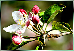 Apple blossoms... ©UdoSm