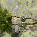 Bulgaria, Pirin Mountains, Pine Tree Branch and Flowers in the Rock