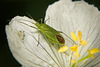 Der weiße Wiesenstorchschnabel (Geranium pratense) hat Besuch bekommen :))  The white meadow cranesbill (Geranium pratense) has a visitor :))  Le géranium blanc des prés (Geranium pratense) a un visiteur :))