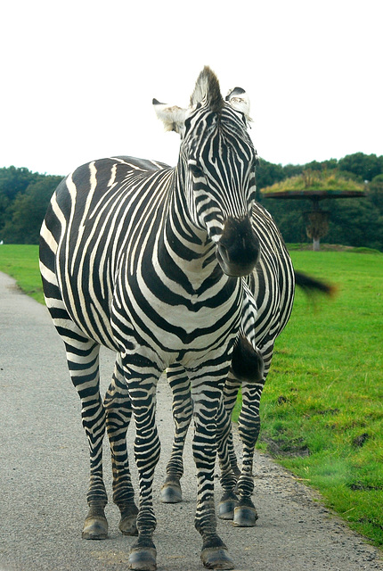 Zebra with 8 legs!!