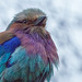 Violet chested roller bird (2)