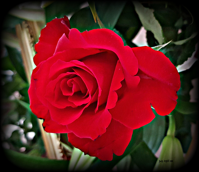 Red are the roses...