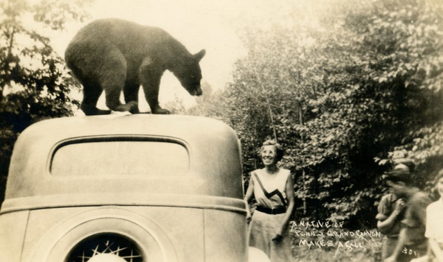 Bear on a Car