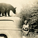 Bear on a Car