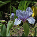 Iris nain St- Aubin- sur- mer  (3)