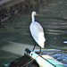 Venice 2022 – Lido – Little Egret