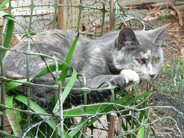 kitten sitting on a plant