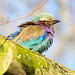 Violet chested roller bird (4)