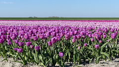 Purple Tulip field...