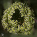 Queen Anne's Lace Seed Ball