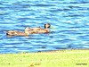 In Hamilton Lake, A Duck And A Drake.