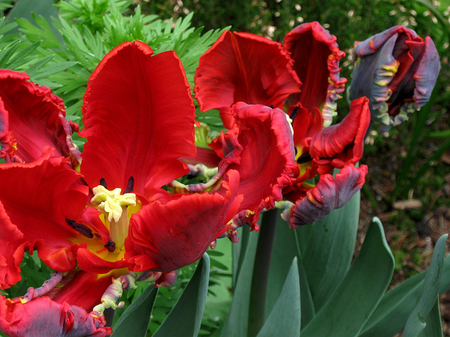 Parrot Tulips (2013)