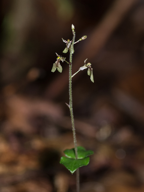 Neottia smallii (Appalachian Twayblade orchid) formerly known as Listera smallii