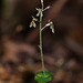 Neottia smallii (Appalachian Twayblade orchid) formerly known as Listera smallii