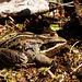 Camouflaged Wood Frog
