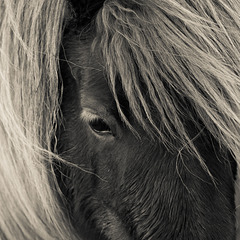 January 4th: Pony's eye