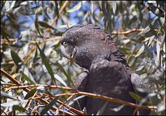 Red-tailed black cockatoo ( wild)