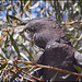 Red-tailed black cockatoo ( wild)