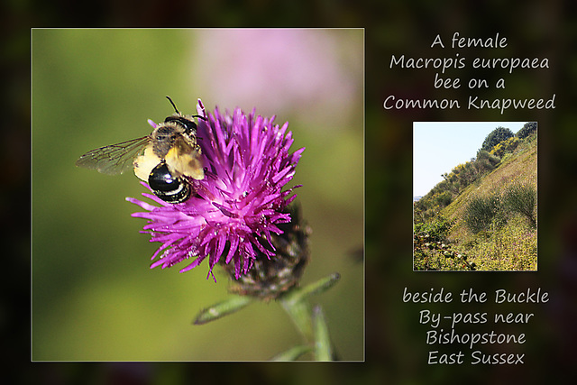 Marcopis europaea bee - Bishopstone - 8.8.2015