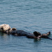 Morro Bay sea otter  (#1272)