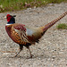 Ring-necked Pheasant at the end of the day