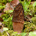 Treat of the day - Black Morel