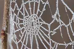 frozen spider(web)