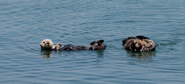 Morro Bay sea otters closeup (#1271)