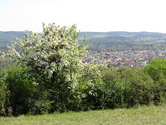 Frühling am Münchshofener Berg