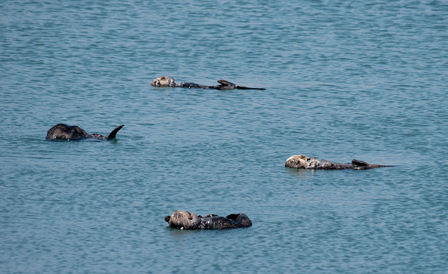 Morro Bay sea otters (#1268)