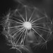 Some of a dandelion head in IR