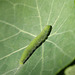 Small White (Pieris rapae) caterpillar