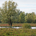 Typical landscape in Munnikenland, Netherlands