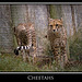 Young cheetahs.