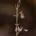 Neottia smallii (Appalachian Twayblade orchid) formerly known as Listera smallii -- unusual reddish color