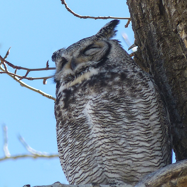 Great Horned Owl, sleeping after a night of hunting
