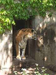 Tigers, 1
