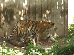 Tigers, 3