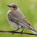 Female Mountain Bluebird / Sialia currucoides