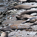 CA-1 Piedras Blancas Elephant Seals molting + danger (#1263)