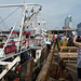 Ellen Ann BA359 unloads scallops at Camber Dock, Old Portsmouth