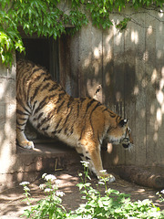 Tigers, 2