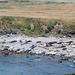 CA-1 Piedras Blancas Elephant Seals COUNT! (#1257)