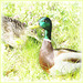 high key ducks ... ♫ ♪ ♪ ♫