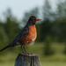 American Robin in the countryside